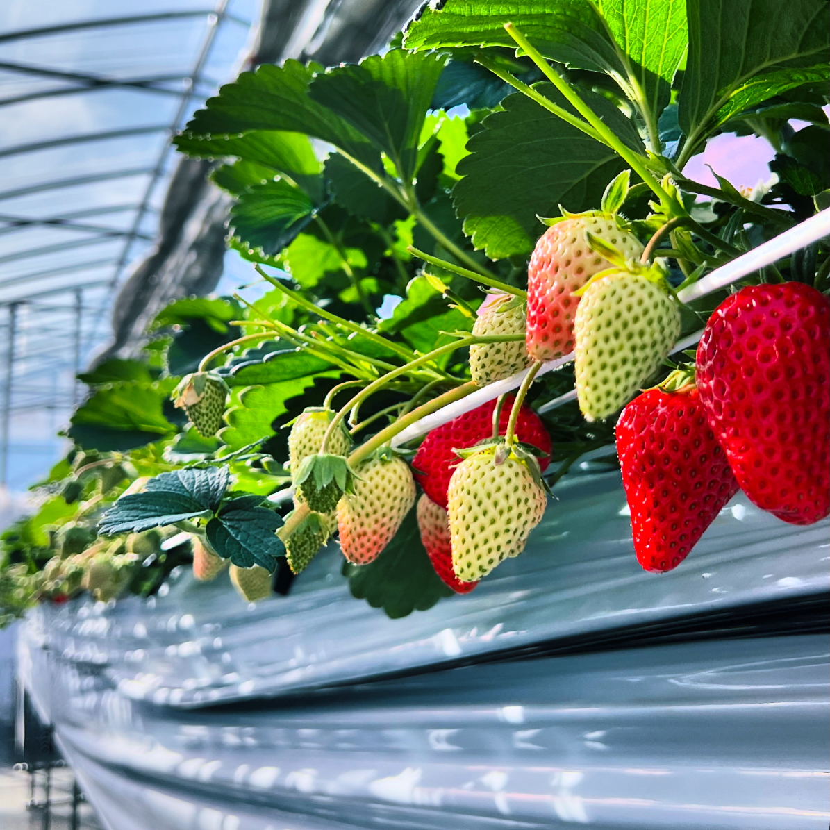 🍓2025 小泉園直売所 苺初売り | 小泉園